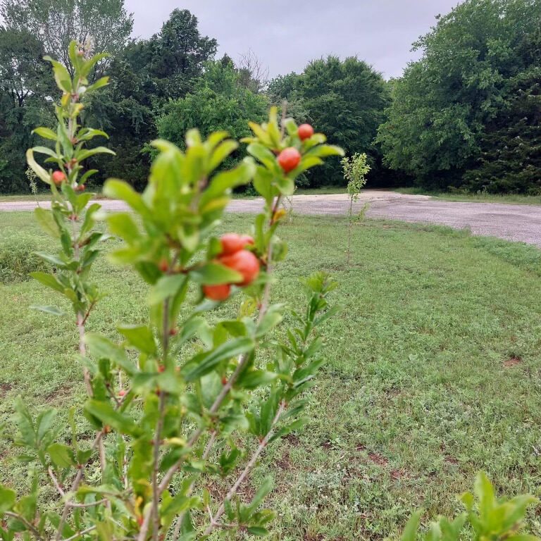 berry bush