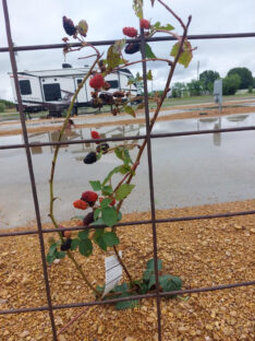 blackberry plants